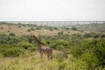 　キリンと鉄道の高架橋＝３月、ケニアのナイロビ国立公園（共同）