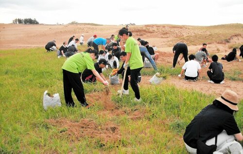 鳥取砂丘で除草作業に励む鳥取信金の職員ら