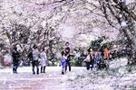 最優秀賞に選ばれた吉田さんの作品「桜吹雪に歓喜の声」