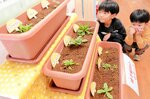 プランターに植えられたロゼットの植物を観察する子どもたち