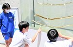 ロープの上で発芽したアカモクを展示する水槽＝５日、豊岡市瀬戸の城崎マリンワールド