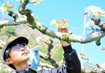 梨の花に丁寧に花粉を付ける唐崎さん＝１０日、湯梨浜町野方