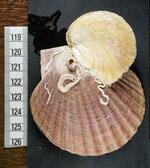 　青森県の陸奥湾で発見された、ホタテの貝殻（左下）に付着した「ヨーロッパヒラガキ」