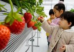 赤く色づいたイチゴを選ぶ子どもたち＝２４日、鳥取市賀露町のフルーツフィールド鳥取砂丘