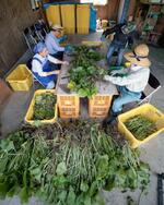 　収穫した“畑ワサビ”の出荷準備をする人たち＝２０２４年６月、宮城県加美町