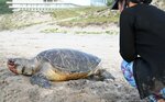 サーファーらに発見されたアオウミガメ＝６日、鳥取市青谷町井手の井手ケ浜