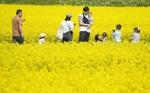 　菜の花畑を散策する家族連れ＝５月、北海道滝川市