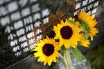 　沖縄戦犠牲者の氏名が刻まれた「平和の礎」に供えられた花＝２２日午後、沖縄県糸満市の平和祈念公園