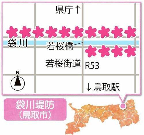 桜色図鑑（上） 華麗アーチ どこまでも 袋川沿いの桜土手（鳥取市