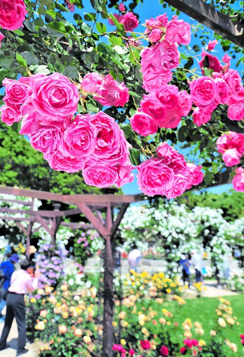 「バラの回廊」で豪華に咲き誇る「パレード」＝１１日、大阪市東住吉区の長居植物園