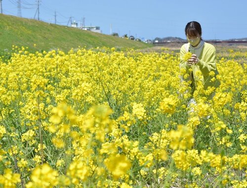 春の風にかわいらしく揺れる菜の花＝２７日、鳥取市安長