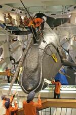 　和歌山県太地町の町立くじらの博物館で、セミクジラの実物大模型を清掃する職員＝１９日午前