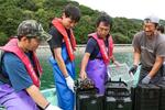 　安戸池でカキの稚貝を養殖かごに入れる地元の漁師ら＝１０月、香川県東かがわ市