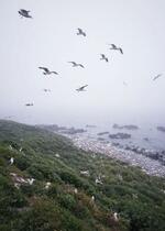 　天売島の海岸を飛び交うウミネコ＝１１日、北海道羽幌町