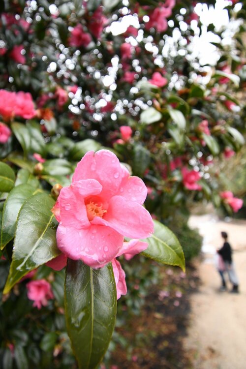 見頃を迎えている「紅侘助」＝５日、琴浦町別所の椿の森