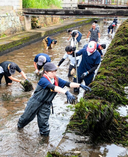 川から藻をすくい取るボランティア