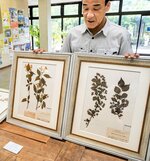 展示されている牧野博士の標本＝米子市淀江町福岡の伯耆古代の丘公園