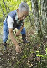 　キノコを探す伊藤延由さん。キノコは今も放射性物質に汚染されている＝福島県飯舘村