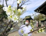 気品ある花姿で境内に春を呼ぶ白梅＝１２日、鳥取県米子市加茂町２丁目の賀茂神社天満宮