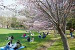 　２０２３年４月、花見客らでにぎわう札幌市の桜の名所、円山公園。期間中の火気の使用が禁止される