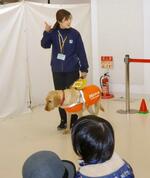 　イベントで訓練犬を紹介する、日本盲導犬協会神奈川訓練センターの奥沢優花さん＝２０２５年２月、東京都多摩市