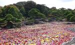 　日本庭園「由志園」の池に敷き詰められたダリアの花＝１９日、松江市