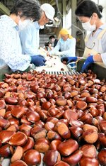 出荷作業が本格化した「ぽろたん」＝１２日、琴浦町釛のＪＡ鳥取中央野菜集荷場