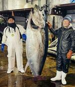 　２３８キロのクロマグロを釣った菊池正義さん（右）と息子の正真さん＝２０２３年１２月３１日、青森県大間町（菊池正真さん提供）