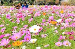 ピンクや白、オレンジなど色鮮やかな花を咲かせるコスモス＝３０日、香美町香住区三谷のトキワ