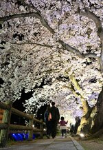 ライトアップされた袋川沿いの夜桜＝７日夜、鳥取市内