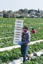 　収穫されたイチゴを運ぶタイ人労働者＝２０２４年１月１日、イスラエル・カディマゾラン（共同）