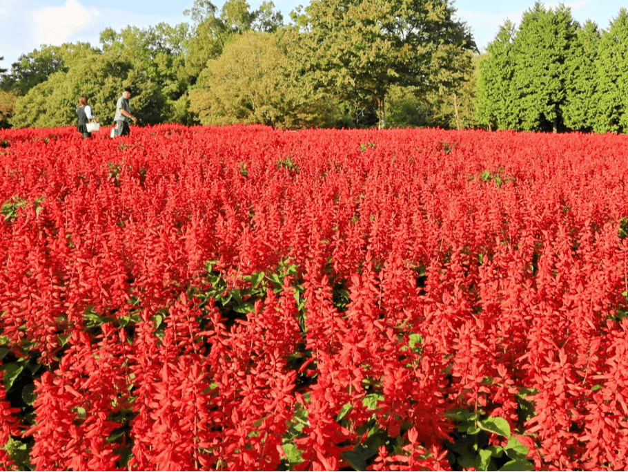 とっとり花回廊「オータムフェスティバル」