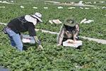 　イチゴの収穫作業をするタイ人労働者＝２０２４年１月１日、イスラエル・カディマゾラン（共同）