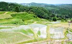 板仕野地区の天空の棚田。ブランド米「とろかわの恋」が栽培されている