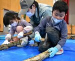 金づちを使って植菌に挑戦する児童たち＝２１日、鳥取市河原町佐貫の散岐小