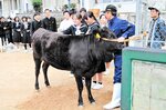 但馬牛の背中などを触る生徒たち＝新温泉町細田の夢が丘中