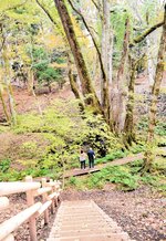 完成した遊歩道の階段上から望む「和池の大カツラ」＝香美町村岡区和池のたじま高原植物園