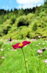 暦の上では秋でも厳しい暑さは続く。夏風に揺れる開花し始めたコスモス＝７日、新温泉町前