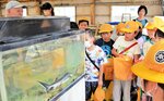 水槽内を泳ぐチョウザメを観察する児童たち＝２７日、香美町小代区神水の小代内水面組合
