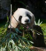 　プレゼントされた竹を食べる雌のジャイアントパンダ「結浜」＝１４日、和歌山県白浜町のアドベンチャーワールド