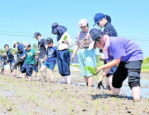 泥の感触を楽しみながら田植えに挑戦する子どもたち＝１１日、琴浦町釛